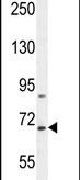 BUD13 Antibody in Western Blot (WB)