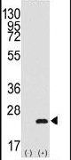 BarX1 Antibody in Western Blot (WB)