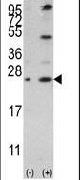 Bcl-W Antibody in Western Blot (WB)