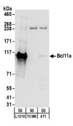 Bcl11a Antibody in Western Blot (WB)