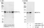 Bcl11a Polyclonal Antibody