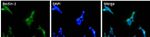 Beclin 1 Polyclonal Antibody