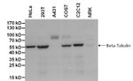beta Tubulin Loading Control Monoclonal Antibody (BT7R), Biotin