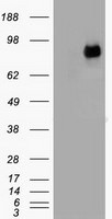 Beta-catenin Antibody in Western Blot (WB)