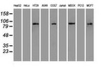 Beta-catenin Antibody in Western Blot (WB)