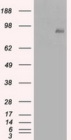 Beta-catenin Antibody in Western Blot (WB)
