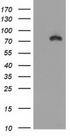 Beta-catenin Antibody in Western Blot (WB)