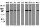 Beta-catenin Antibody in Western Blot (WB)