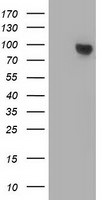 Beta-catenin Antibody in Western Blot (WB)
