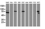 Beta-catenin Antibody in Western Blot (WB)