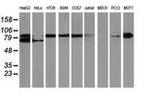 Beta-catenin Antibody in Western Blot (WB)