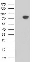 Beta-catenin Antibody in Western Blot (WB)