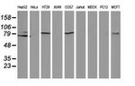 Beta-catenin Antibody in Western Blot (WB)