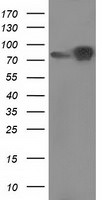 Beta-catenin Antibody in Western Blot (WB)