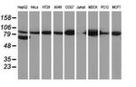 Beta-catenin Antibody in Western Blot (WB)