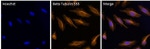 beta Tubulin Monoclonal Antibody (2 28 33), Alexa Fluor™ 555