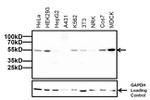 beta Tubulin Antibody in Western Blot (WB)