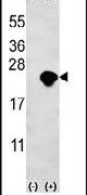 BID Antibody in Western Blot (WB)