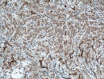 DNAJB9 Antibody in Immunohistochemistry (Paraffin) (IHC (P))