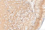 GPM6A Antibody in Immunohistochemistry (Paraffin) (IHC (P))