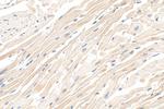 ATP1A2 Antibody in Immunohistochemistry (Paraffin) (IHC (P))