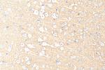 STXBP1 Antibody in Immunohistochemistry (Paraffin) (IHC (P))