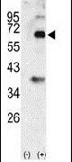 BMP-3 Antibody in Western Blot (WB)