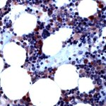 BMP-4 Antibody in Immunohistochemistry (IHC)
