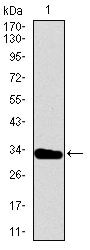 Brachyury Antibody in Western Blot (WB)