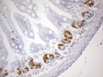 BrdU Antibody in Immunohistochemistry (Paraffin) (IHC (P))