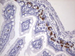 BrdU Antibody in Immunohistochemistry (Paraffin) (IHC (P))