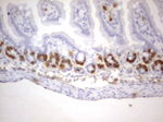 BrdU Antibody in Immunohistochemistry (Paraffin) (IHC (P))
