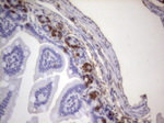 BrdU Antibody in Immunohistochemistry (Paraffin) (IHC (P))