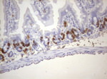 BrdU Antibody in Immunohistochemistry (Paraffin) (IHC (P))