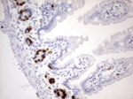 BrdU Antibody in Immunohistochemistry (Paraffin) (IHC (P))