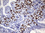 BrdU Antibody in Immunohistochemistry (Paraffin) (IHC (P))