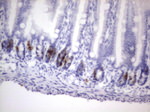 BrdU Antibody in Immunohistochemistry (Paraffin) (IHC (P))