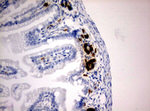 BrdU Antibody in Immunohistochemistry (Paraffin) (IHC (P))