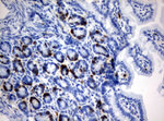 BrdU Antibody in Immunohistochemistry (Paraffin) (IHC (P))