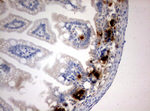 BrdU Antibody in Immunohistochemistry (Paraffin) (IHC (P))
