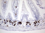 BrdU Antibody in Immunohistochemistry (Paraffin) (IHC (P))