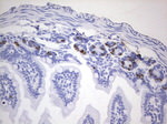 BrdU Antibody in Immunohistochemistry (Paraffin) (IHC (P))
