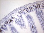 BrdU Antibody in Immunohistochemistry (Paraffin) (IHC (P))