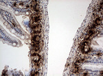 BrdU Antibody in Immunohistochemistry (Paraffin) (IHC (P))