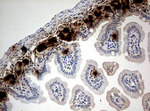 BrdU Antibody in Immunohistochemistry (Paraffin) (IHC (P))
