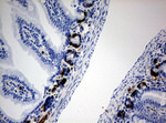 BrdU Antibody in Immunohistochemistry (Paraffin) (IHC (P))