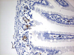 BrdU Antibody in Immunohistochemistry (Paraffin) (IHC (P))