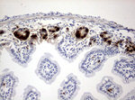 BrdU Antibody in Immunohistochemistry (Paraffin) (IHC (P))