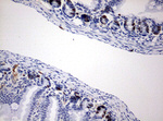 BrdU Antibody in Immunohistochemistry (Paraffin) (IHC (P))