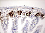 BrdU Antibody in Immunohistochemistry (Paraffin) (IHC (P))